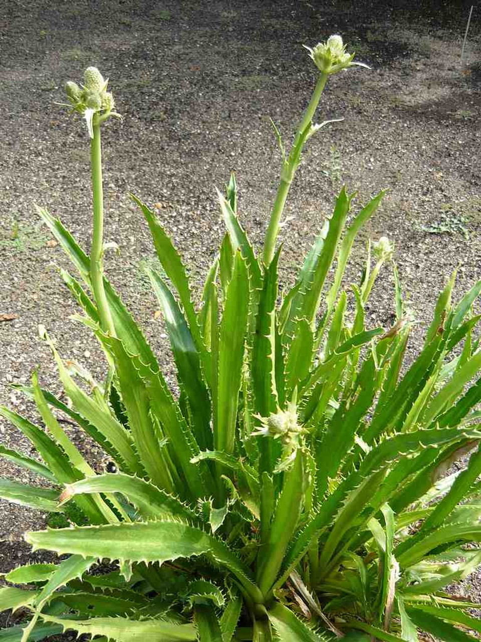 Eryngium agavifolium - drought tolerant perennial for average to well drained soils ©Cillas