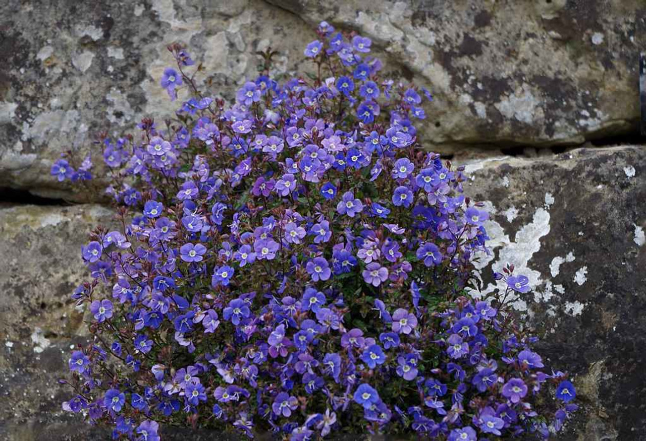 Creeping Speedwell 'Georgia Blue' - late spring perennial and groundcover for front of flower bed or rock garden