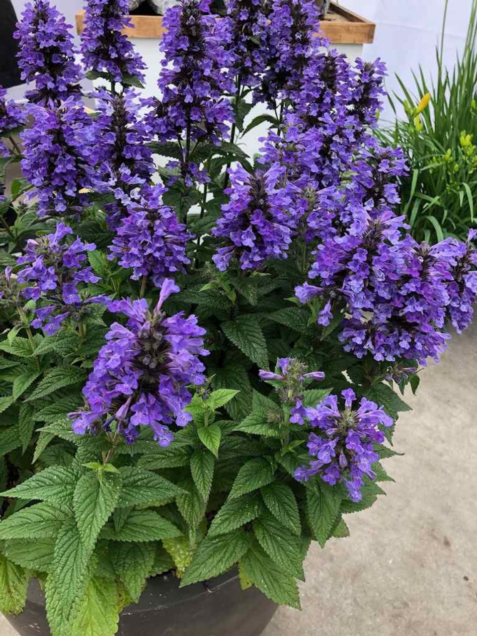 Nepeta 'Neptune' - compact large flowering and long-blooming perennial ©Luc Klinkhamer