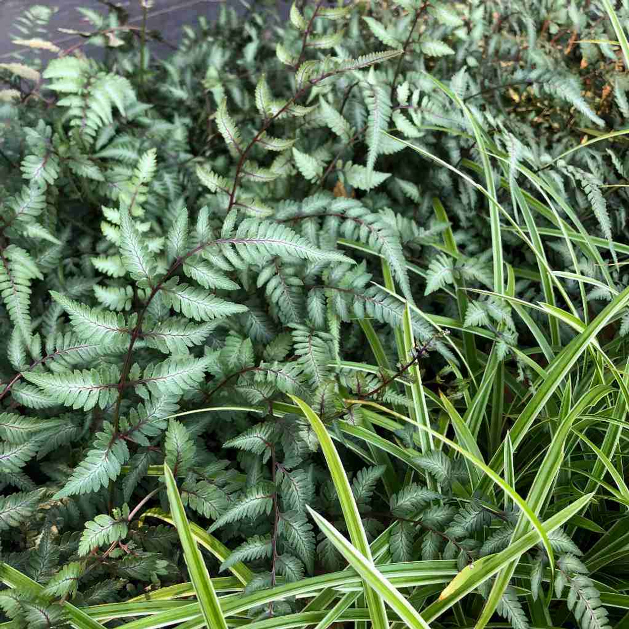 Japanese Painted Fern 'Godzilla' - robust fern for half shade or shade garden ©US Perennials