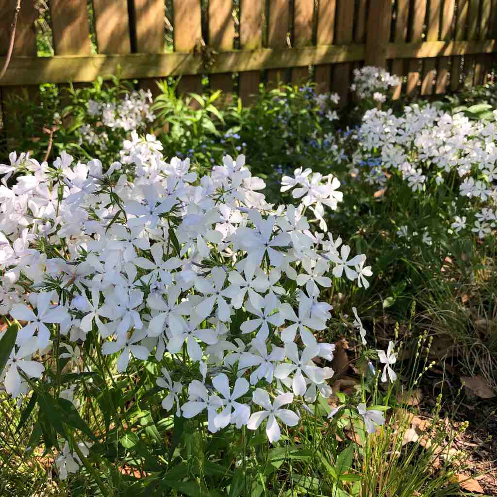 Woodland Phlox 'May Breeze' - Phlox divaricata 'May Breeze'