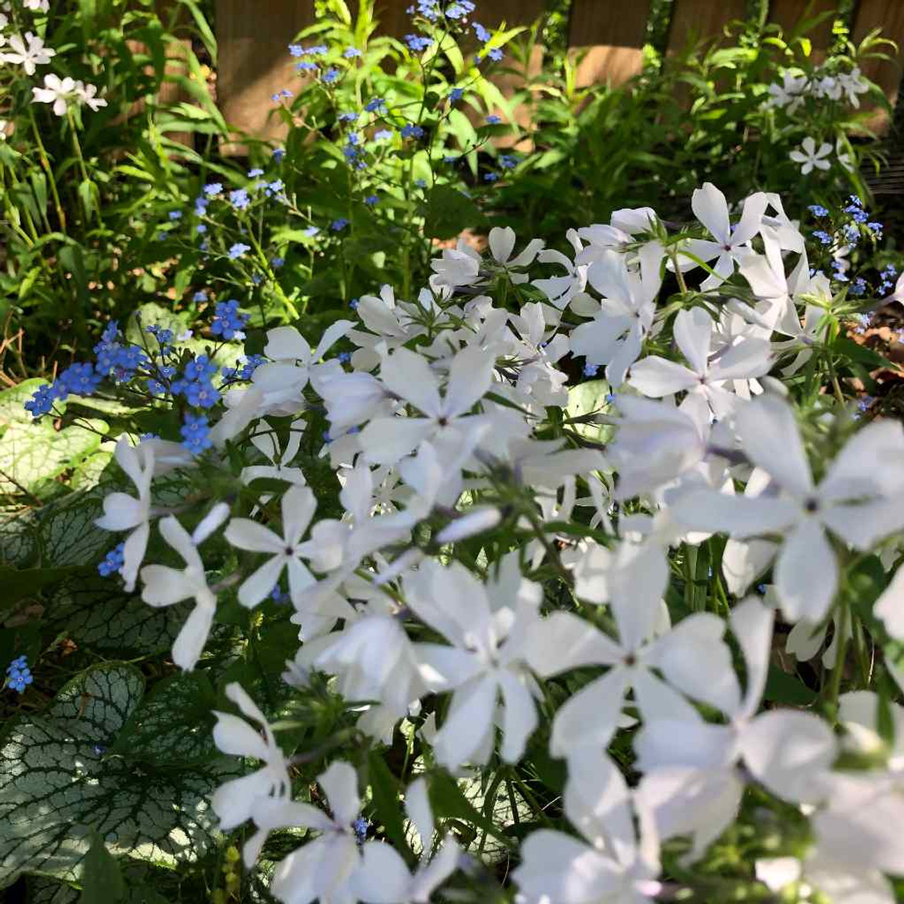 Woodland Phlox 'May Breeze' goes well with other shade tolerant perennials like Brunnera ©US Perennials