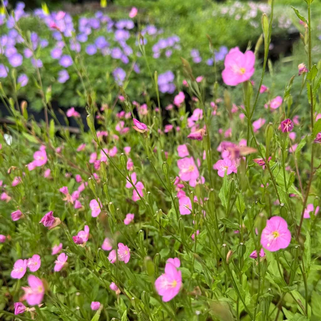 sage plant Salvia apiana