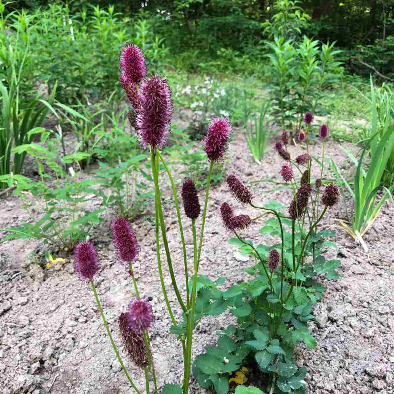 Sanguisorba menziesii - MENZIES' BURNET (ALASKAN BURNET)