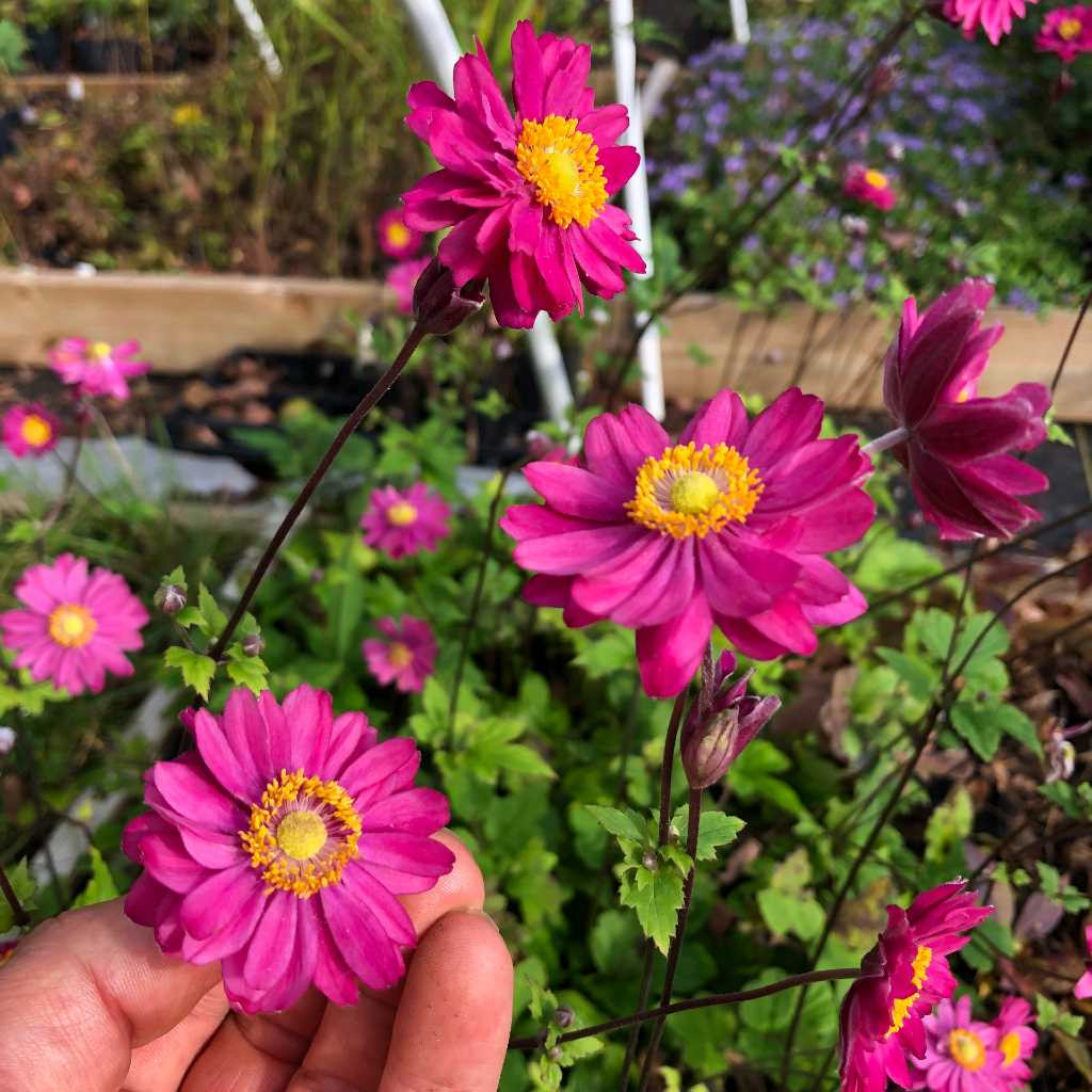 US Perennials Anemone hupehensis 'Pamina'