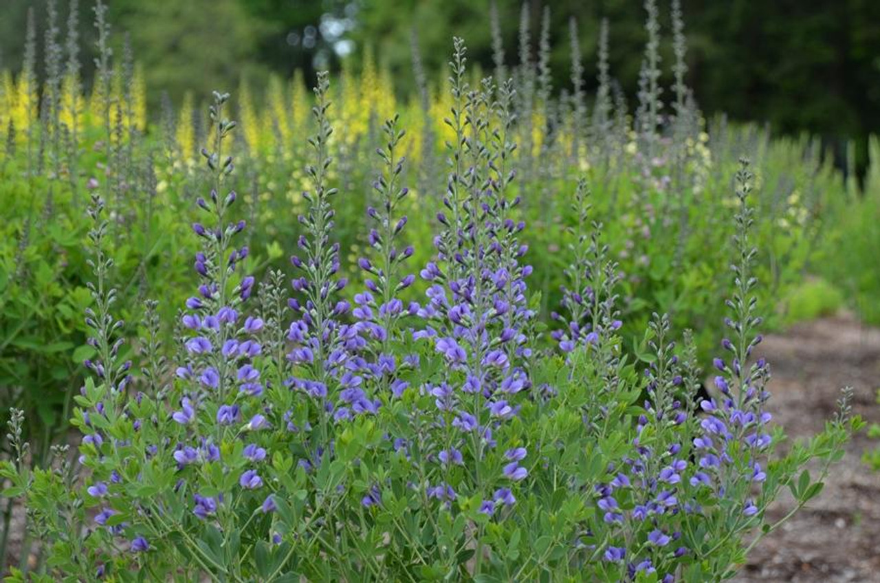 Baptisia australis f. minor - natural smaller form of false indigo ©Mt. Cuba Center