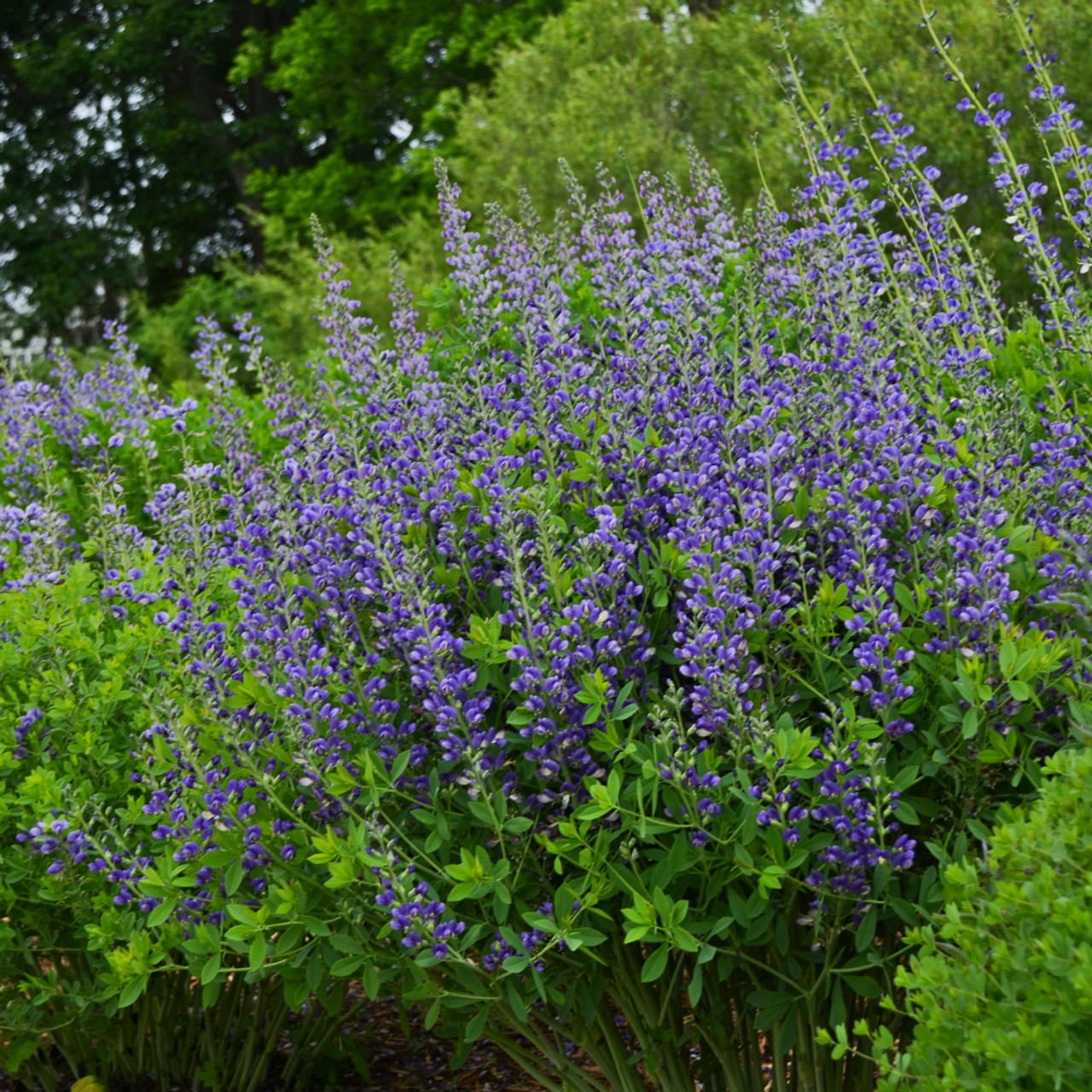 Baptisia 'Blueberry Sundae' - top performing and easy to grow perennial ©Walters Gardens
