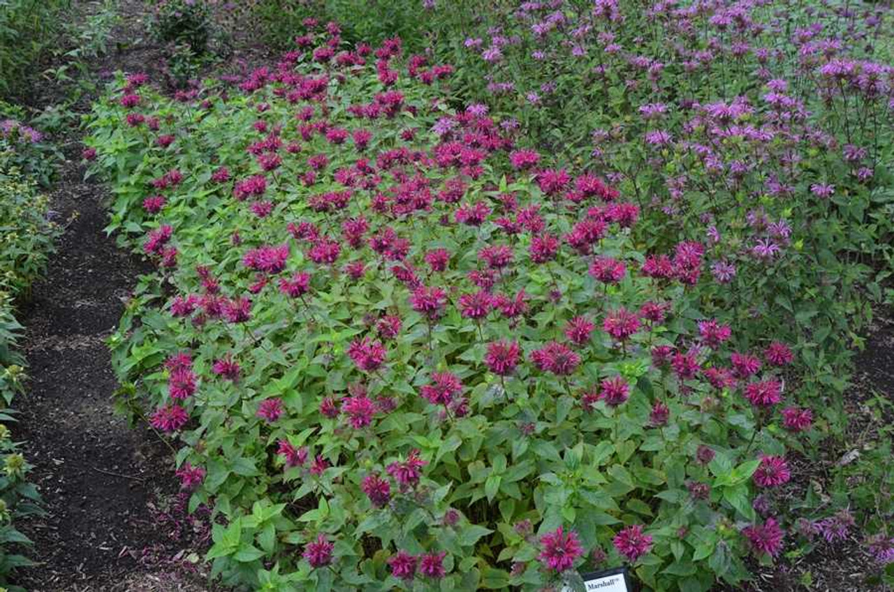 Интимдік жерлерде сүйісу түрлері Әйелдер писькимен бірге темекі тартады