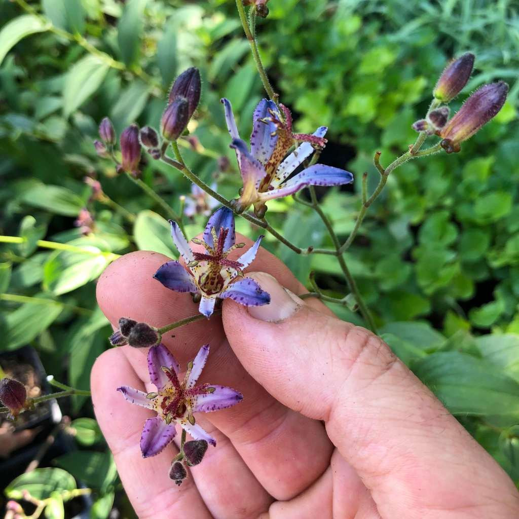 Taiwanense Toadlily 'Seiryu' - Tricyrtis formosana 'Seiryu'