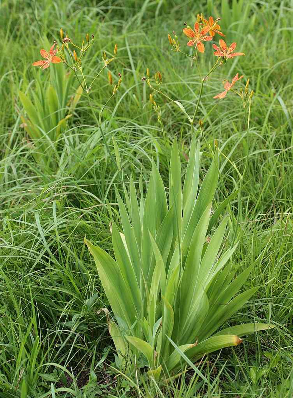 Blackberry Lily - slender looking plant with exotic flowers and ornamental berries ©Alpsdake