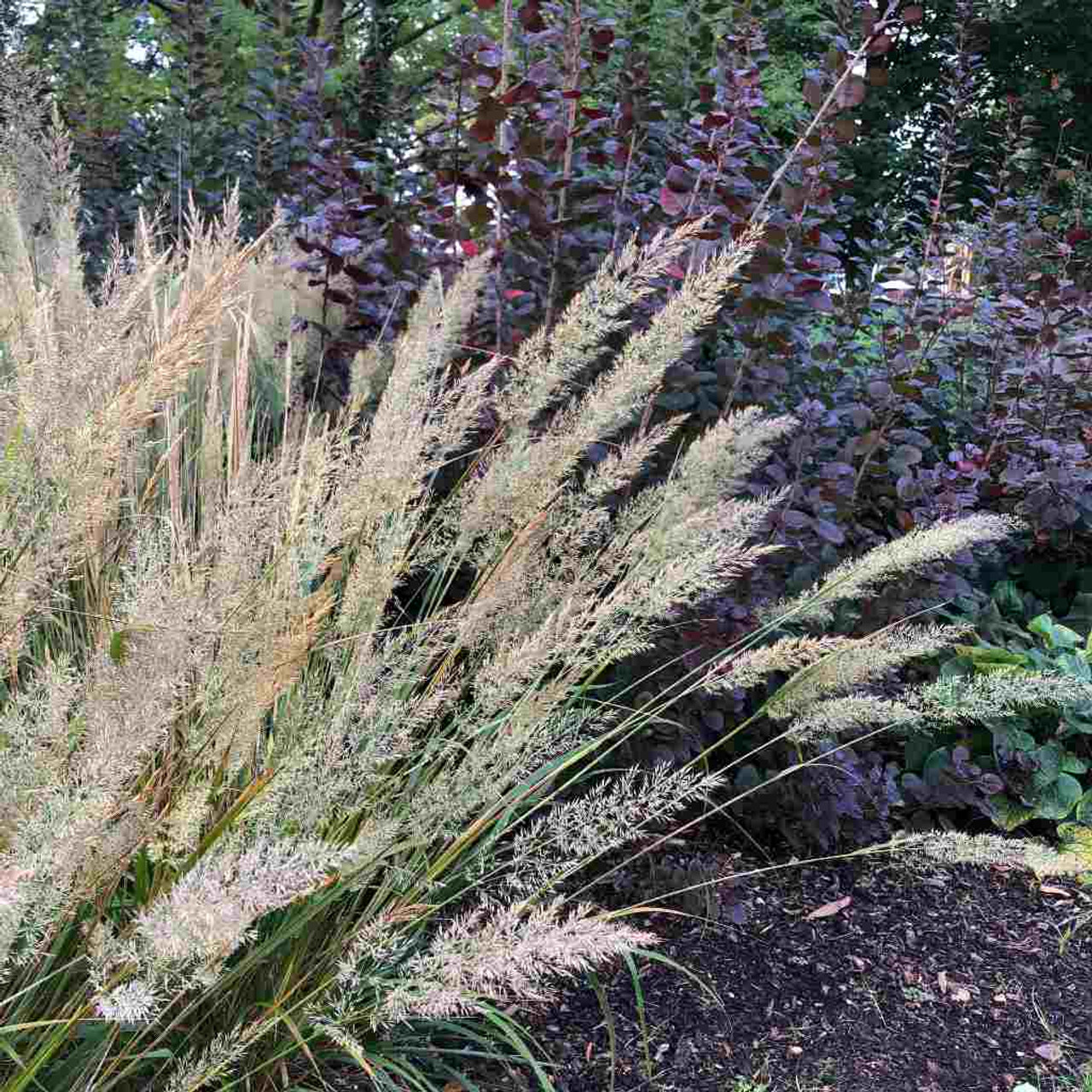 Reed Grass Korean Feather Reed Grass Calamagrostis Brachytricha