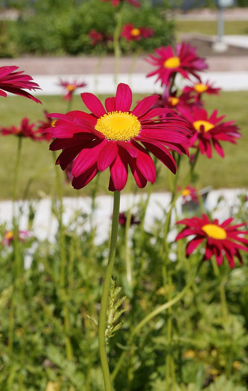 Painted Daisy 'Robinson Red' - shorter-lived aromatic perennial and great cut flower ©kallerna