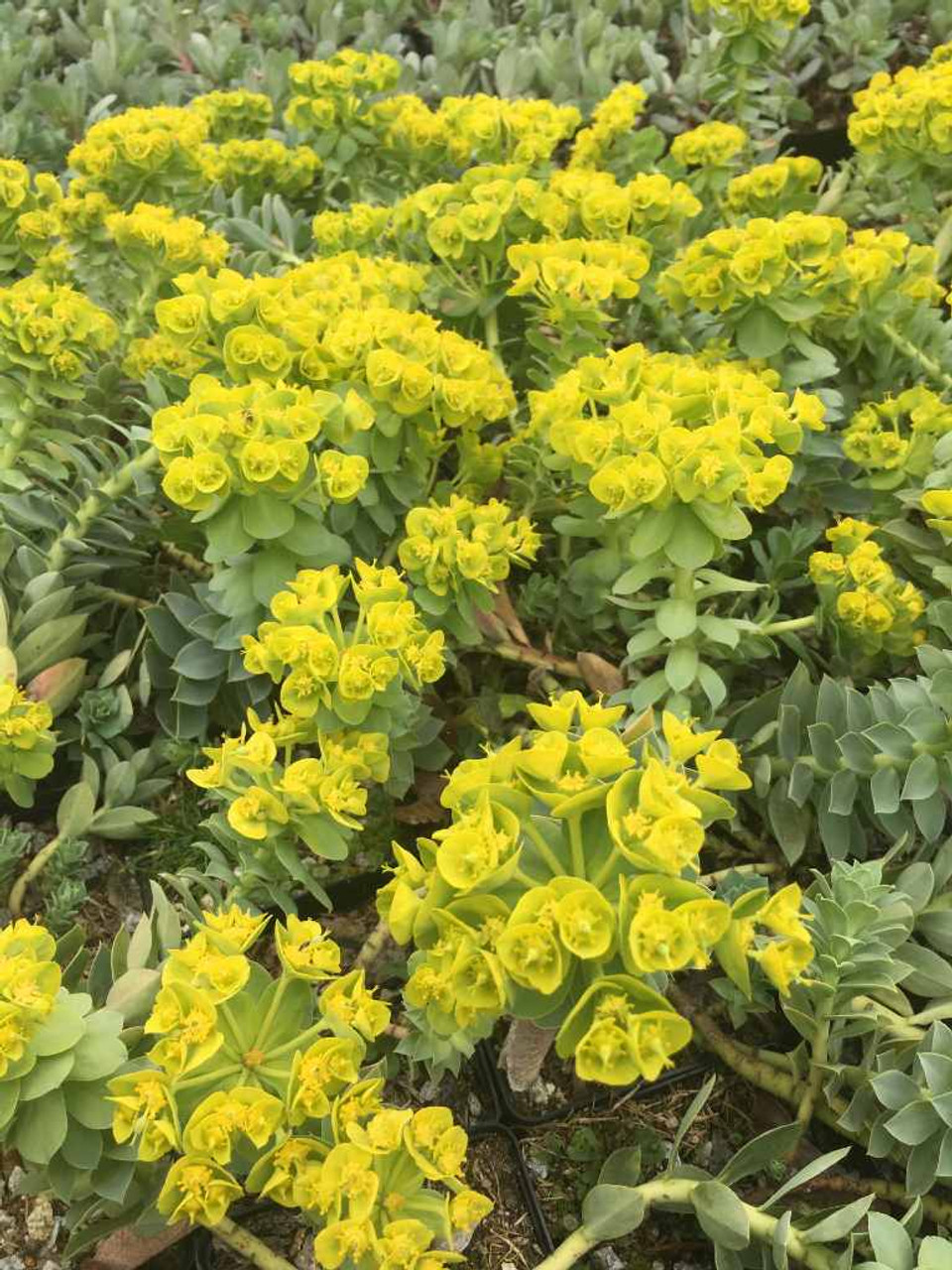 Euphorbia myrsinites - mid spring flowering rock garden plant ⒸUS Perennials
