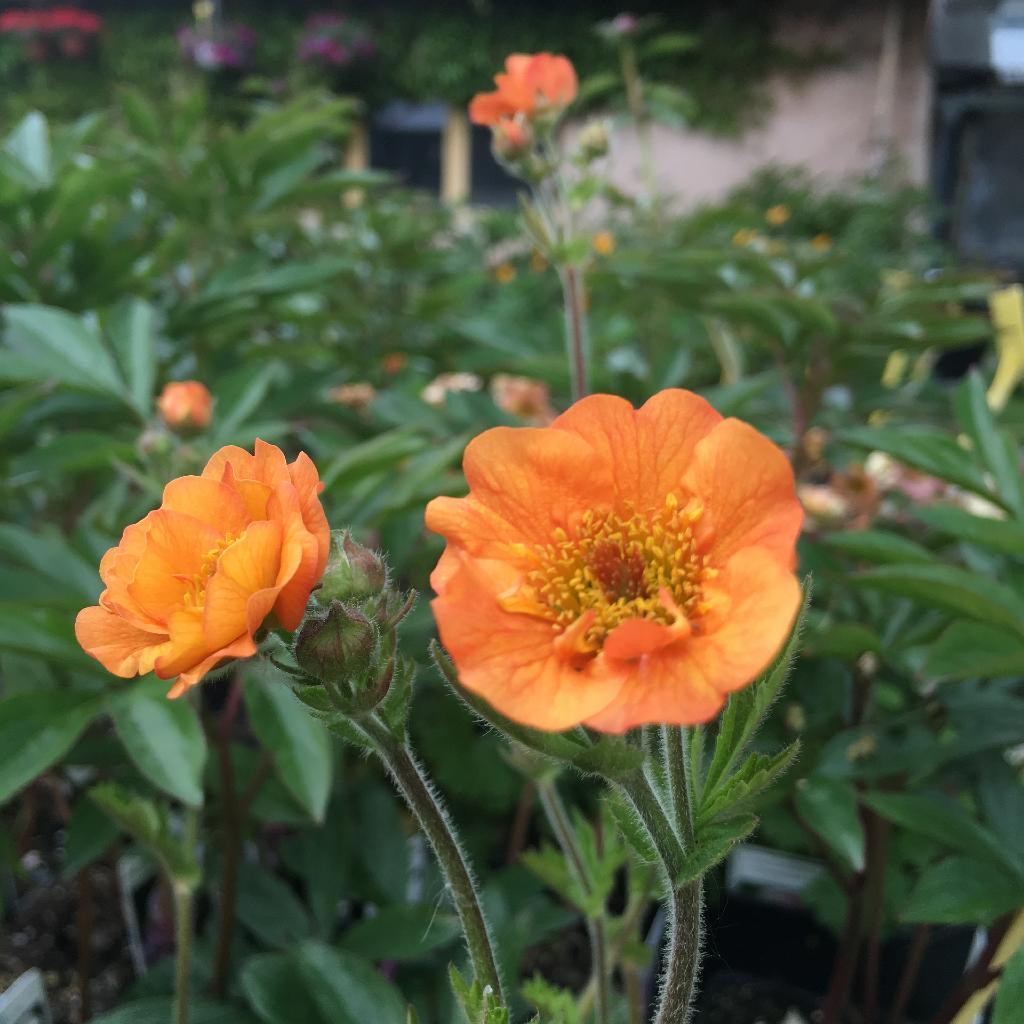 Avens 'Totally Tangerine' - Geum x hybridum 'Totally Tangerine'