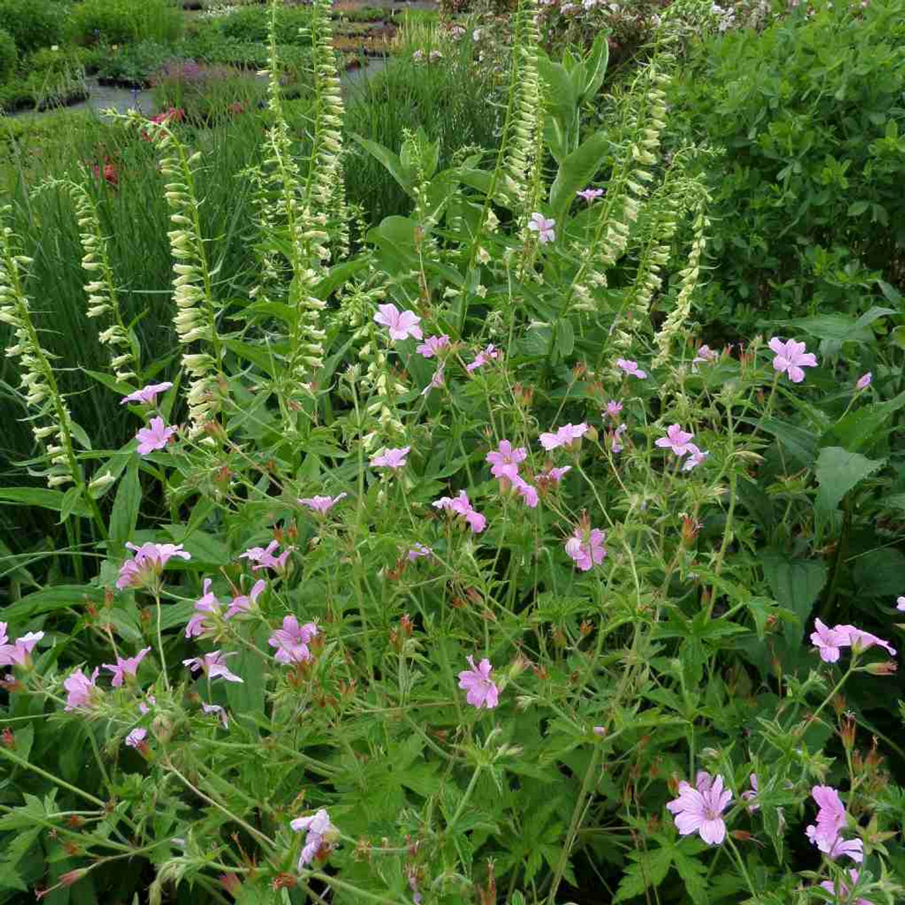 Geranium endressii - French Cranesbill in sunny garden with average soil ⒸUS Perennials