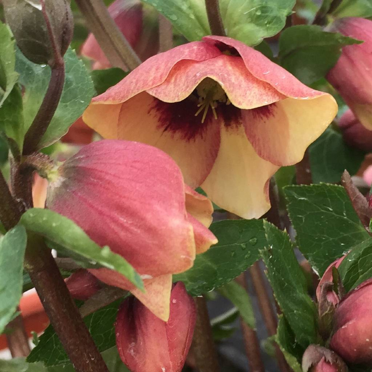 Helleborus 'Sandy Shores' - woodland perennial with rosy-pink color on the outside of the petals ⒸWalters Gardens