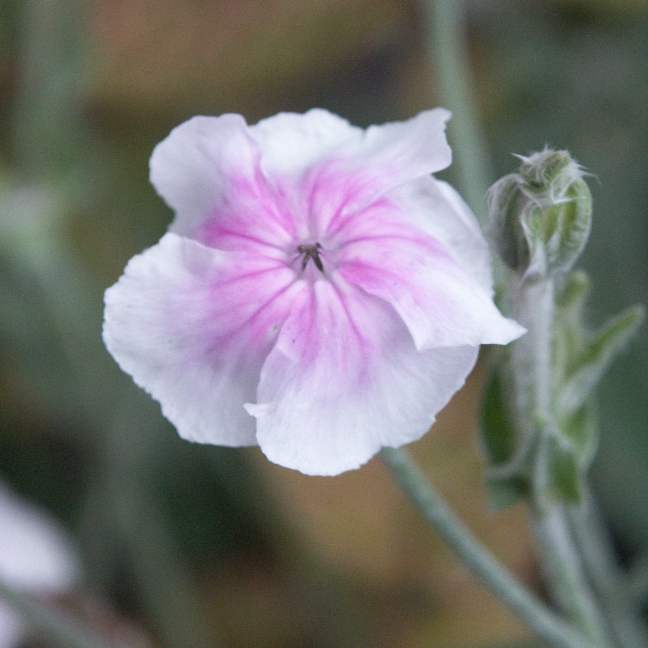 Lychnis coronaria 'Oculata' - heat, drought, humidity, deer and rabbit resistant plant ⒸUS Perennials