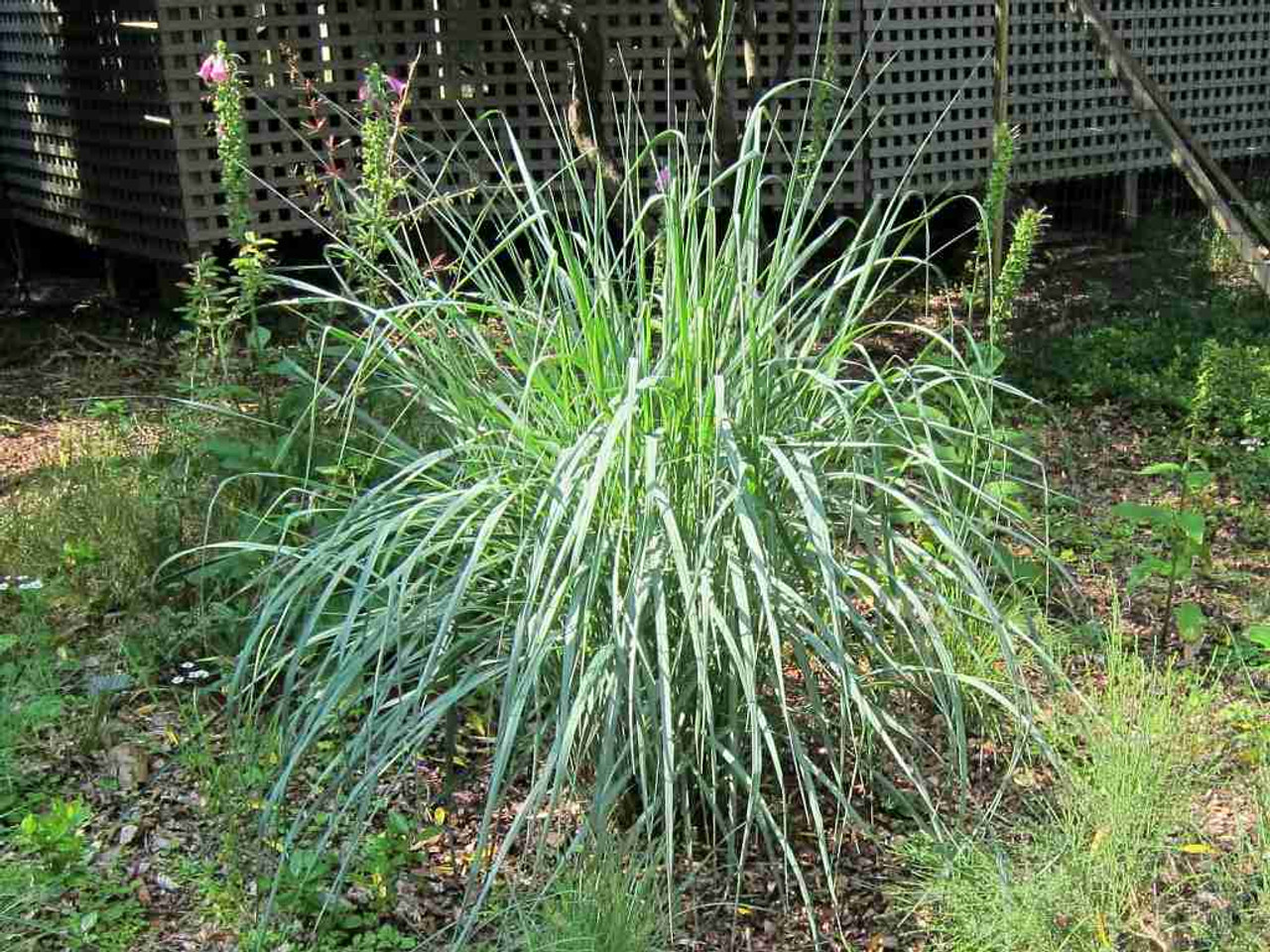 Bitter Switchgrass - underutilized, adaptable native grass for sunny bed ⒸK M