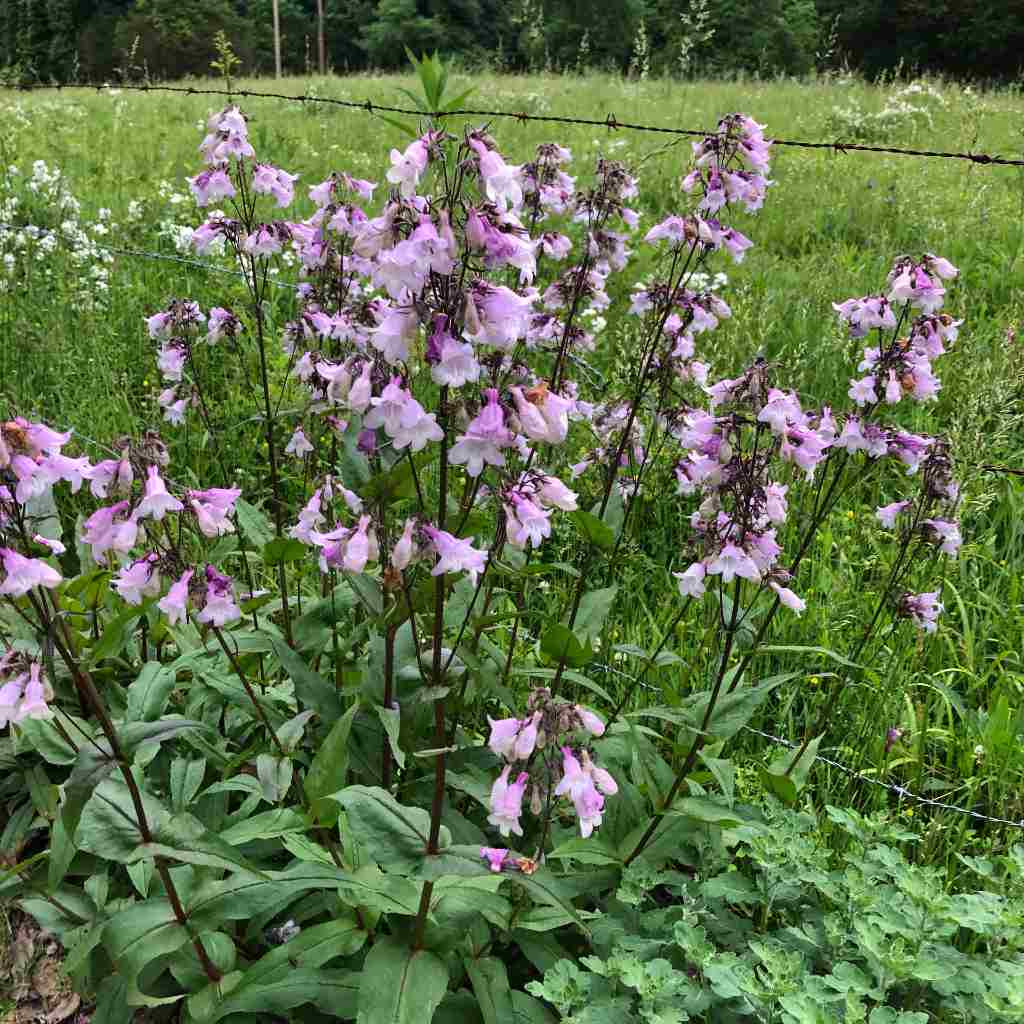 Foxglove Beardtongue 'Precious Gem' - Penstemon digitalis