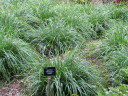 Moor Grass 'Greenlee' - clumping evergreen ornamental grass for groups and masses ⒸLeonora (Ellie) Enking