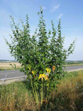 Sida hermaphrodita - tall native perennial for any soil ⒸStefan.lefnaer Sida hermaphrodita - tall native perennial for any soil ⒸStefan.lefnaer