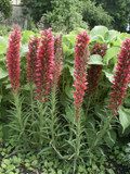 Echium russicum - vertical plant with unique ruby-red flowers ©US Perennials