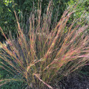 Little Blue Stem - Schizachyrium - drought tolerant prairie grass ©US Perennials