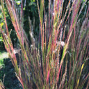 Schizachyrium scoparium - Little Blue Stem - fall interest perennials ©US Perennials