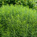 Bluestar 'String Theory' - perennial with dense mounds and ornamental leaves ⒸWalters Gardens