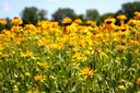Rudbeckia speciosa 'Prairie Blaze' - shorter and very floriferous Black-Eyed Susan ©Hoffie Nursery
