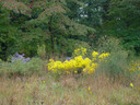 Helianthus angustifolius - showy native wildflower, attractive for Monarchs and other butterflies ©Mt. Cuba