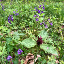 Dwarf Larkspur - showy spring native ephemeral, goes well with Trillium, Viola or Hosta ©US Perennials