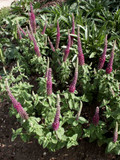 Teucrium hyrcanicum - showy plant with medicinal properties ©US Perennials