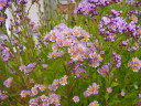 Aster tataricus 'Jindai' - very pollinator friendly and often the last sunny perennial to bloom ©F. D. Richards