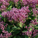 Eupatorium 'Euphoria Ruby' - compact version of Joe Pye Weed for smaller gardens ©Darwins Perennials