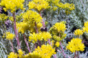 Sedum 'Blue Spruce' - garden succulent for drier and leaner soil ©David J. Stang