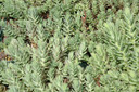 Stonecrop 'Blue Spruce' - low growing perennial with gray leaves and yellow flowers ©David J. Stang