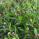 Fogfruit - Phyla lanceolata - native groundcover and butterfly plant