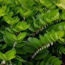 Polygonatum 'Ruby Slippers' - good Hosta companion ©Walters Gardens