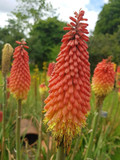 Kniphofia hirsuta ('Fire Danse' is more compact selection of it) - exotic and one of the most hardy red hot pokers ©Zenwort