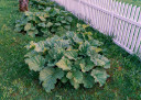 Rhubarb 'Glaskins Perpetual' - ornamental, edible and medicinal perennial with bold structure ©Øyvind Holmstad