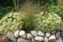 Stonecrop 'Thundercloud' - late blooming pollinator friendly Sedum  ©Intrinsic Perennials