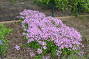 Phlox carolina ssp. carolina 'Kim' - top performing earlier phlox  ©Mt Cuba