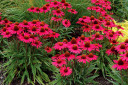 Coneflower 'Glowing Dream' - pollinator friendly top performing perennial ©Terra Nova Nurseries