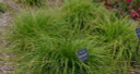 Cherokee Sedge - medium sized filling and groundcovering grass for moist soils ©Mt Cuba