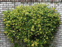 Carolina Jessamine 'Margarita' is early blooming native climber, hardy to zone 6 ©Jim Evans