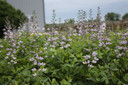 Baptisia 'Pixie Periwinkle' - dwarf false indigo for smaller ⒸGet Group Inc.