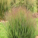 Panicum 'Half Pint' - compact switchgrass, upright in winds and wet snow, suitable for smaller gardens and also public plantigs ©Walters Gardens
