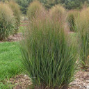 Panicum 'Half Pint' - non-flopping shorter switchgrass, sturdy upright in winds and wet snow ©Walters Gardens
