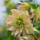 Helleborus 'First Dance' - deer and rabbit resistant perennial for half shade or shade ⒸWalters Gardens
